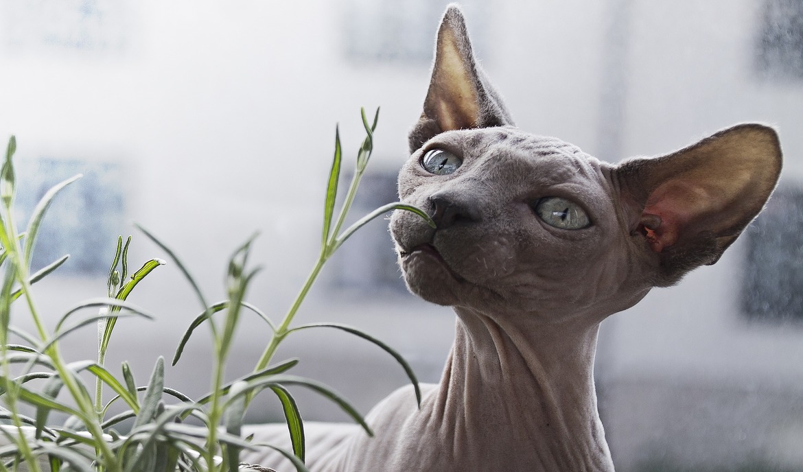 Peterbald: macskaeledel és fajta portré